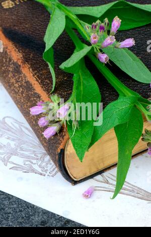 Beinwell ( Symphytum officinale) auf altem Buch Stockfoto