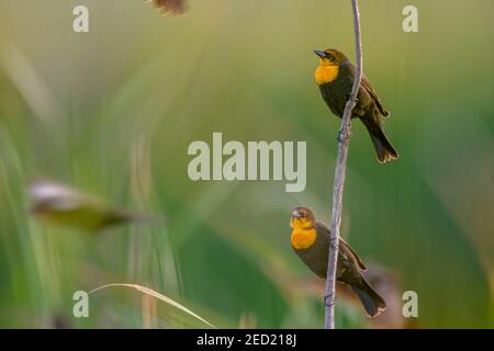 Yellow-headed Blackbirds, Bosque del Apache National Wildlife Refuge, New Mexico, USA. Stockfoto