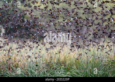 Yellow-headed Blackbirds, Bosque del Apache National Wildlife Refuge, New Mexico, USA. Stockfoto