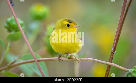 Wilsons-Waldsänger, (Bosque del Apache National Wildlife Refuge, New Mexico, USA. Stockfoto
