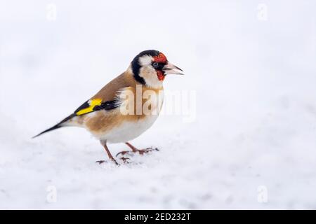 Europäischer Goldfink (Carduelis carduelis) beim Nahrungssuche im Schnee, Biosphärenreservat Mittelelbe, Sachsen-Anhalt, Deutschland Stockfoto
