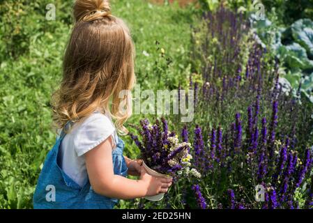 Baby Mädchen sammelt ein Bouquet von hausgemachtem Tee. Kamille, Minze und Zitronenmelisse. Natürliche Nahrung im Dorf Stockfoto