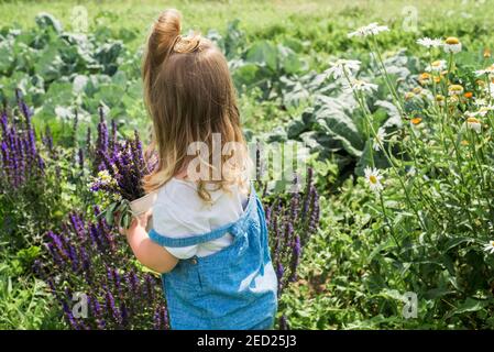 Baby Mädchen sammelt ein Bouquet von hausgemachtem Tee. Kamille, Minze und Zitronenmelisse. Natürliche Nahrung im Dorf Stockfoto