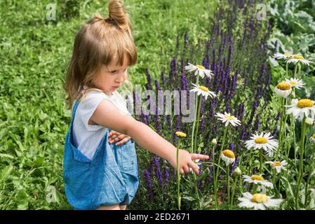 Baby Mädchen sammelt ein Bouquet von hausgemachtem Tee. Kamille, Minze und Zitronenmelisse. Natürliche Nahrung im Dorf Stockfoto