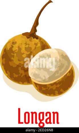 Longan. Vektor isolierte Ikone der ganzen und geschälten, halb geschnitten longan exotische tropische Frucht mit saftigem Fruchtfleisch. Obst-Emblem für Obst-Shop, Saft trinken prod Stock Vektor