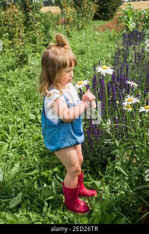 Baby Mädchen sammelt ein Bouquet von hausgemachtem Tee. Kamille, Minze und Zitronenmelisse. Natürliche Nahrung im Dorf Stockfoto