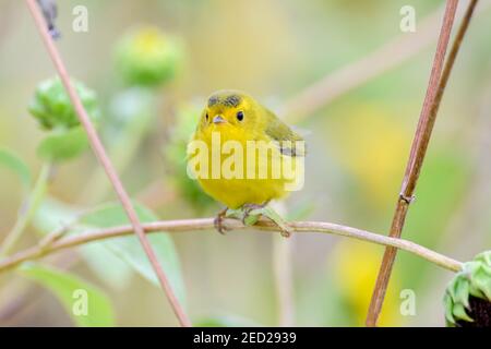 Wilsons-Waldsänger, Bosque del Apache National Wildlife Refuge, New Mexico, USA. Stockfoto