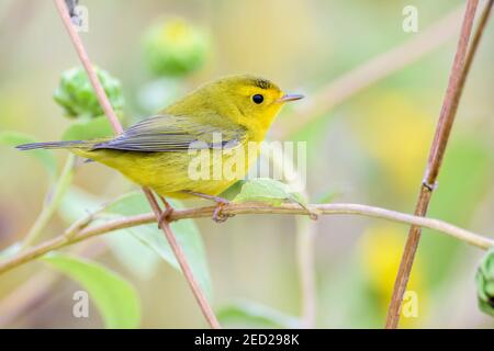 Wilsons-Waldsänger, Bosque del Apache National Wildlife Refuge, New Mexico, USA. Stockfoto