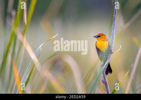 Yellow-headed Blackbirds, Bosque del Apache National Wildlife Refuge, New Mexico, USA. Stockfoto