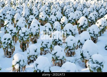 Schneebedeckte rosenkochpflanzen in der cotswold-Landschaft. Bourton on the Hill, Cotswolds, Gloucestershire, England Stockfoto