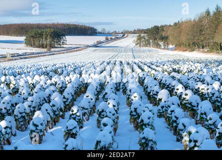 Schneebedeckte rosenkochpflanzen in der cotswold-Landschaft. Bourton on the Hill, Cotswolds, Gloucestershire, England Stockfoto