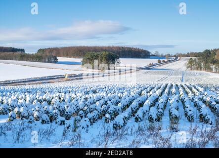 Schneebedeckte rosenkochpflanzen in der cotswold-Landschaft. Bourton on the Hill, Cotswolds, Gloucestershire, England Stockfoto