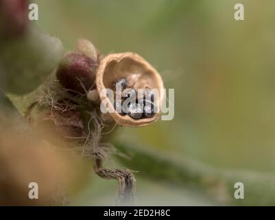Nahaufnahme von portulaca Samen (Portulaca grandiflora) Stockfoto