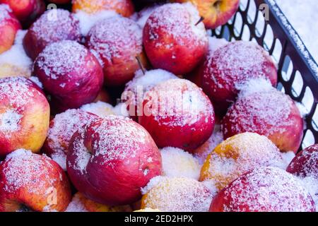 Gefrorene und gefrorene frische rote Äpfel in einer Plastikbox Stockfoto