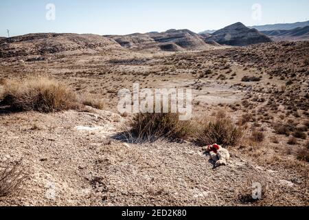 Wilde Vegetation und gefressene tote Tiere in der Landschaft von Die Wüste Tabernas in Spanien Stockfoto