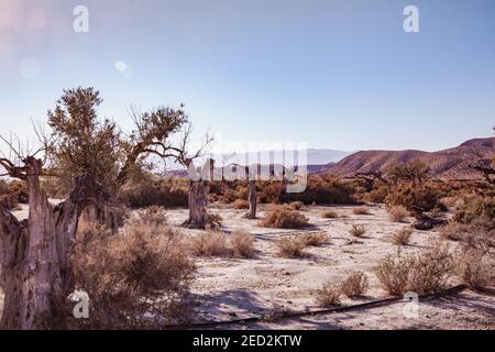 Alte und tote Olivenbaumlandschaft in der Wüste Tabernas In der grellen niedrigen Sonnenlicht Andallusia Spanien Natur Stockfoto