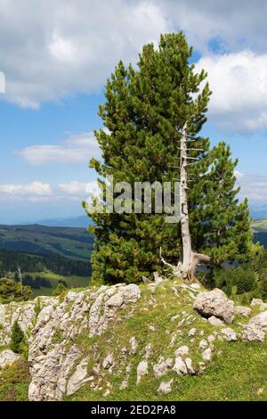 Pinus cembra Baum mit abgestorbenen Stamm. Alpine Bäume im Grödner Tal. Italienische Alpen. Europa. Stockfoto