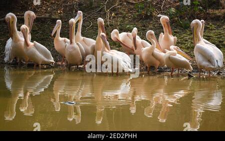 Guwahati, Assam, Indien. Februar 2021, 14th. Rosy Pelican nimmt Sonnenlicht in der Nähe eines Teiches im Assam State Zoo, in Guwahati, Indien. Quelle: David Talukdar/ZUMA Wire/Alamy Live News Stockfoto