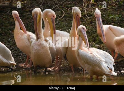 Guwahati, Assam, Indien. Februar 2021, 14th. Rosy Pelican nimmt Sonnenlicht in der Nähe eines Teiches im Assam State Zoo, in Guwahati, Indien. Quelle: David Talukdar/ZUMA Wire/Alamy Live News Stockfoto