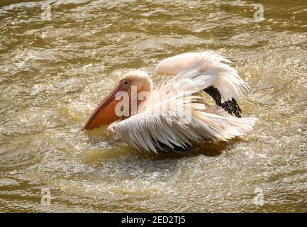 Guwahati, Assam, Indien. Februar 2021, 14th. Rosy Pelican nimmt Sonnenlicht in der Nähe eines Teiches im Assam State Zoo, in Guwahati, Indien. Quelle: David Talukdar/ZUMA Wire/Alamy Live News Stockfoto