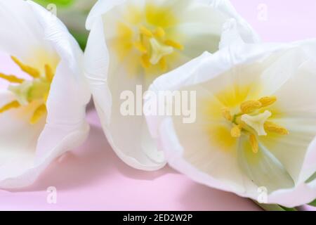 Weiße Tulpen Nahaufnahme auf rosa Hintergrund. Zarte Pastellkomposition Stockfoto