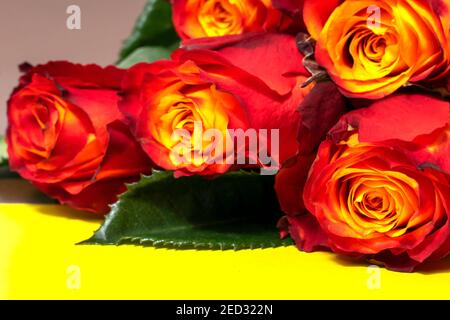 Rote Rosen Nahaufnahme auf gelbem Hintergrund, selektiver Fokus Stockfoto