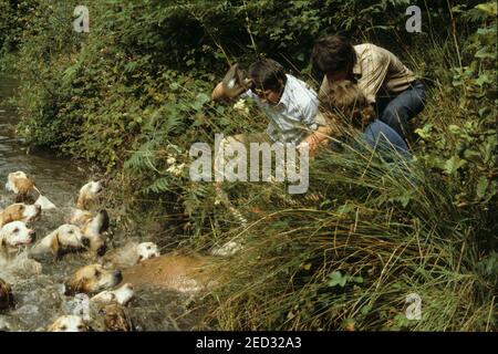 Devon und Somerset Staghounds August 22nd 1981. Nachdem er in einem kleinen Pool von den Jagdhunden gedrängt wurde, wird der erschöpfte Hirsch von Jagdunterstützern zur Seite des Ufers gezogen. Sie versuchen, Hunde abzuwehren, die versuchen, die Flanke des Hirsches zu beißen. Kurz darauf wurde der Hirsch getötet. Er wurde auf das Ufer geschleppt und mit einer Pistole erschossen. Dies wurde lange vor dem Jagdgesetz 2004, das diesen Zeitvertreib aus Grausamkeit Verbot, durchgeführt. Stockfoto