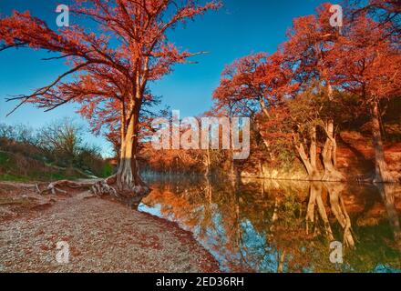 Bald Zypressen entlang des Flusses, im Herbstlaub, Guadalupe River State Park in der Nähe von Bergheim, Texas, USA Stockfoto