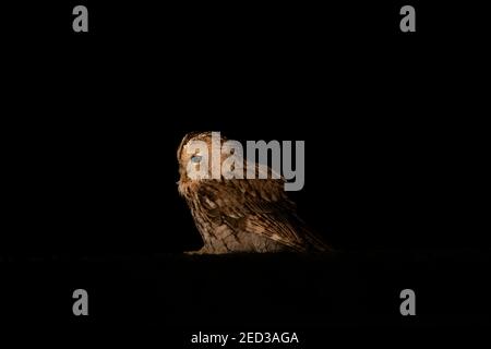 Unorientierte braune Eule, die auf dem Boden steht. Stockfoto