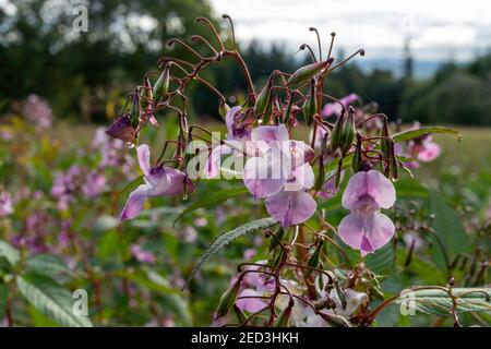 Himalayan Balsam, Monmouthshire und Brecon Canal, Monmouthshire, Wales. VEREINIGTES KÖNIGREICH Stockfoto