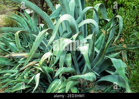 Riesige Agave americana (amerikanische Aloe) Blätter. Stockfoto