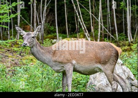 Ein überraschendes Reh, das Gras im Wald frisst Stockfoto
