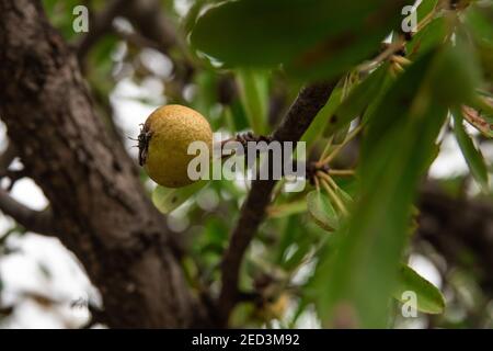 Mandelblättrige Birnen Früchte wachsen auf einem Baum in einem Obstgarten. Stockfoto