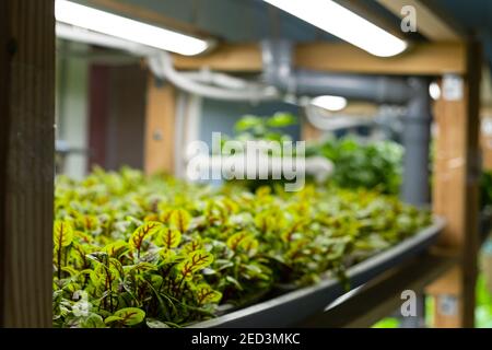 Erbsen. Städtische mikrogrüne Farm. Umweltfreundliches Kleinunternehmen. Baby Blätter, phytolamp. Stockfoto