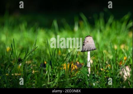 Ein einziger Pilz in einem Grasfeld Stockfoto
