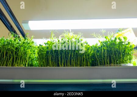 Erbsen. Städtische mikrogrüne Farm. Umweltfreundliches Kleinunternehmen. Baby Blätter, phytolamp. Stockfoto