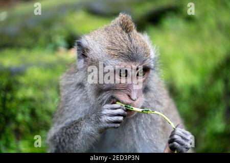 Der hungrige Affe der Ubud Monkey Forest Sanctuary in Bali Indonesien Stockfoto