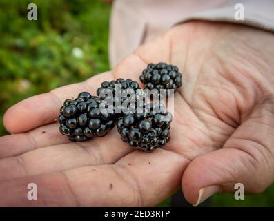 Frisch gepflückte saftige wilde Brombeeren in der Handfläche. Greater Manchester, England, Großbritannien Stockfoto