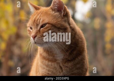 Street Ingwer rote Katze im Frühlingsgarten steht und schaut weg. Straßenportrait Stockfoto