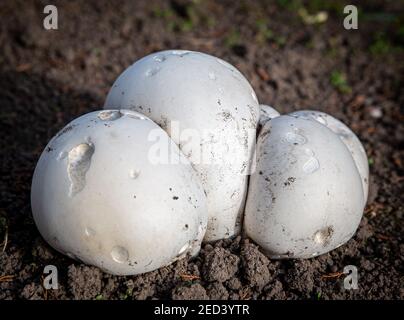 Calvatia gigantea - riesige Puffball Pilze. Gefunden in einem Spielereien in Yorkshire, England, Großbritannien Stockfoto