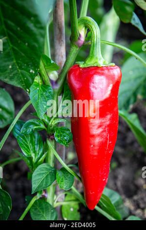 Roter Paprika (Capsicum annuum) wächst auf der Pflanze, England, Großbritannien Stockfoto