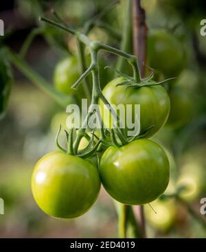 Eine Ernte von grünen Tomaten reifen auf der Rebe. Yorkshire, England, Großbritannien Stockfoto