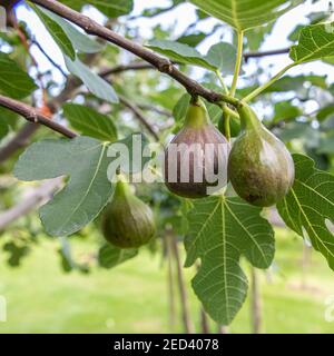 Ficus carica (Gemeine Feige) Frucht fast reif wächst in einem Obstgarten in Yorkshire, England, Großbritannien Stockfoto