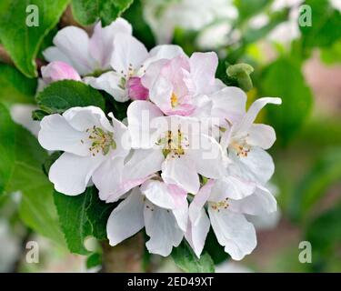 Blüte Apfelbaum im Frühling. Blühender Apfel als Naturhintergrund, Frühling. Apfelbaum blühend. Stockfoto
