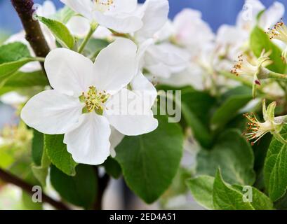 Blüte Apfelbaum im Frühling. Blühender Apfel als Naturhintergrund, Frühling. Apfelbaum blühend. Stockfoto