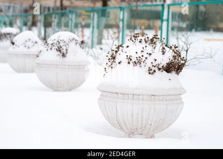 Blumenvasen mit Schnee bedeckt draußen. Großer Blumentopf mit frischem Schnee im Winterpark bedeckt Stockfoto