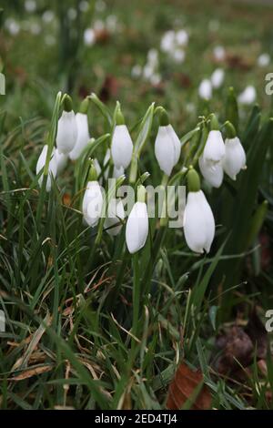 Schneeglöckchen, (Galanthus) Blumen in einem Park in Chichester, West Sussex, Großbritannien. Stockfoto