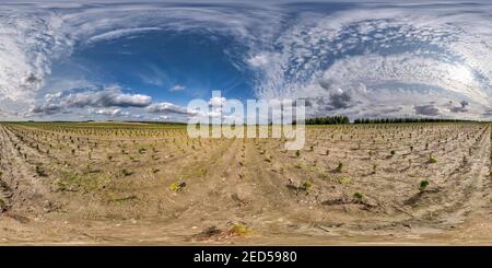 360 Grad Panorama Ansicht von Full Seamless spherical hdri Panorama 360 Grad Winkelansicht auf Plantage von jungen Nadelbäumen im Gewächshaus mit viel Pflanzen in equiprechteckig pro