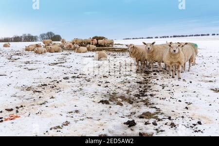 Eine Herde Mutterschafe oder weibliche Schafe an einem kalten Wintertag mit Schnee auf dem Boden und Fütterung von einem Metall Schafring. Yorkshire Wolds, Großbritannien. Februar. Ho Stockfoto