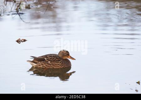 Weibliche Stockente schwimmt entspannt in einem kleinen See Stockfoto